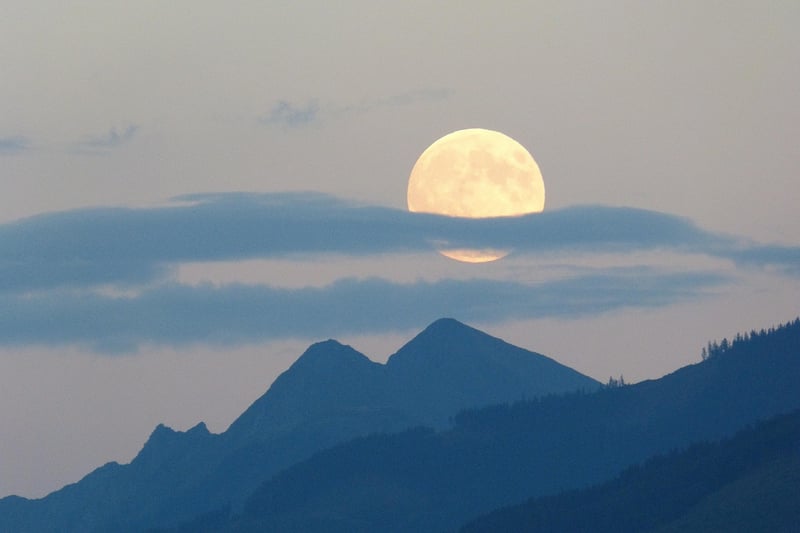 Moonlit forest