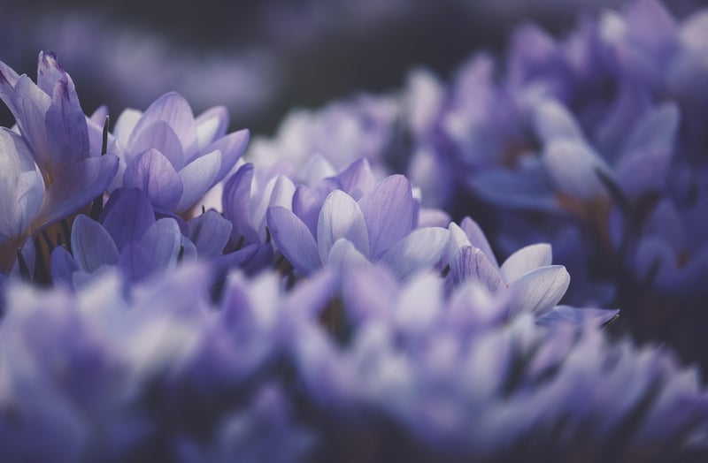 Purple fantasy flower